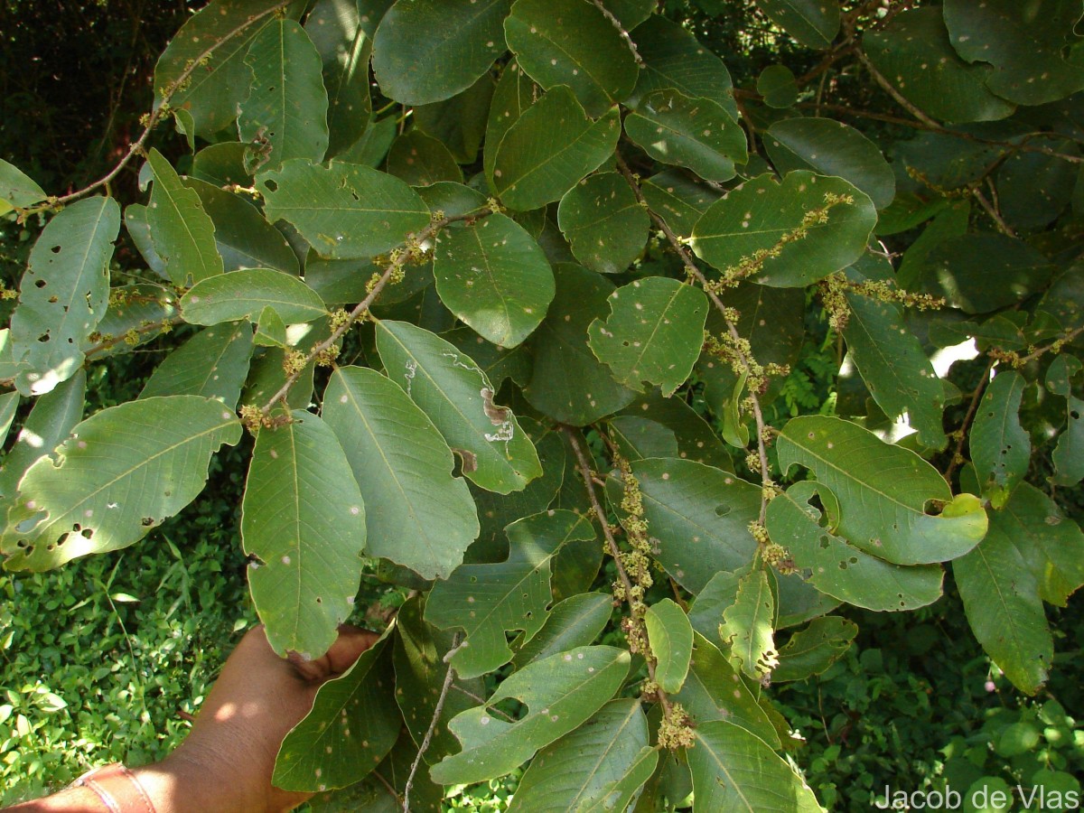 Bridelia retusa (L.) A.Juss.